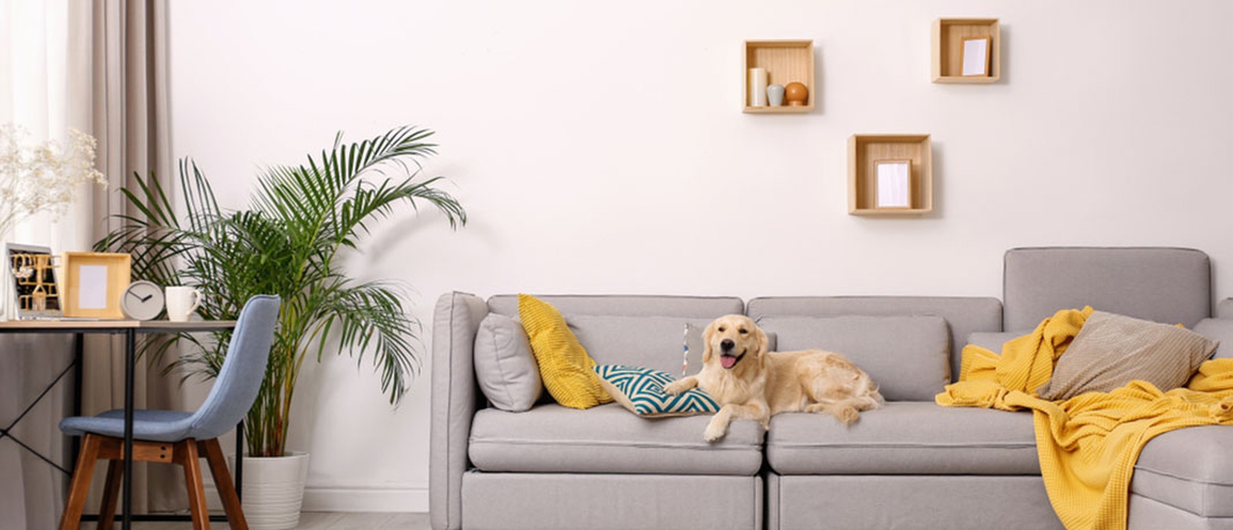 Golden Retriever on a living room couch