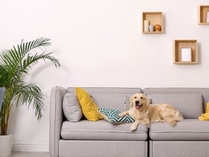 Golden Retriever on a living room couch